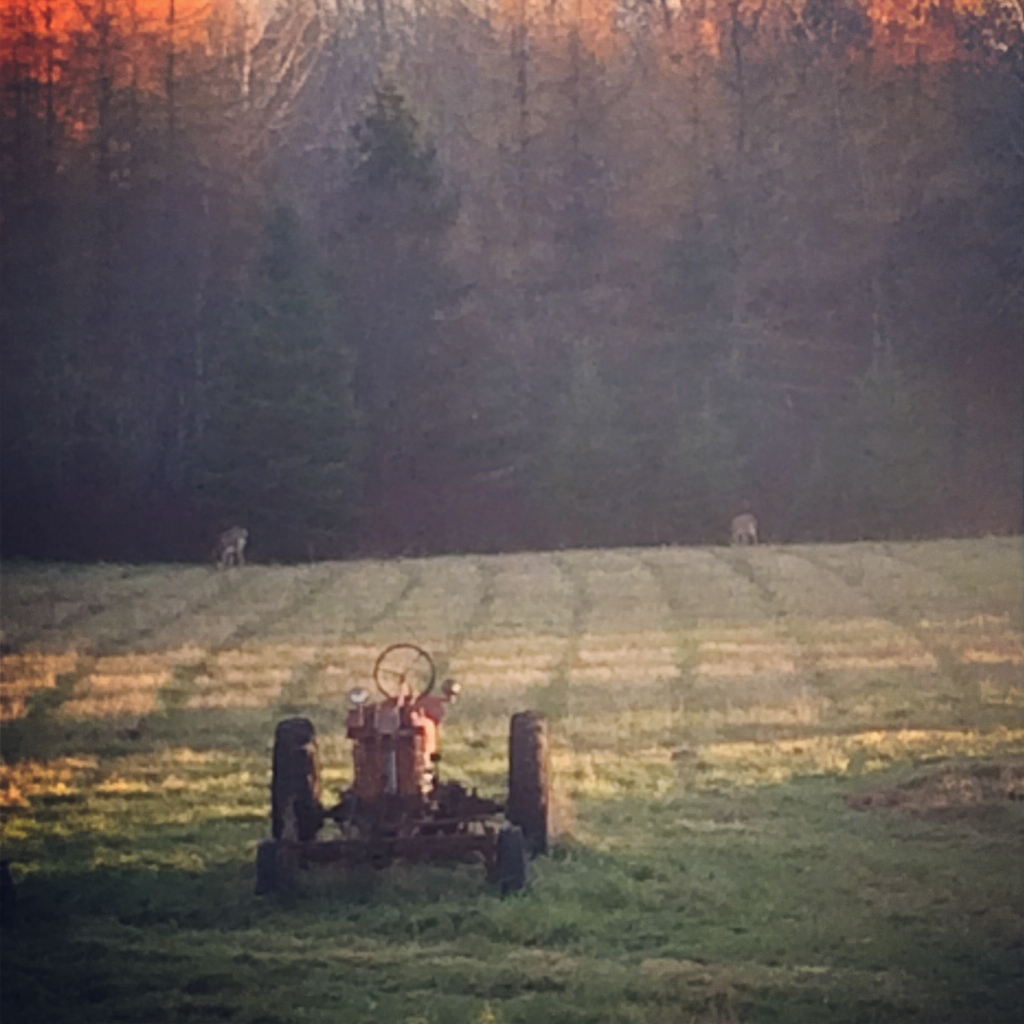Now: Our Farmall H with Two Deer