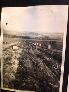 Line of potato barrels