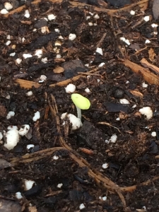 This is literally GROMAINE's first sprout earlier this spring