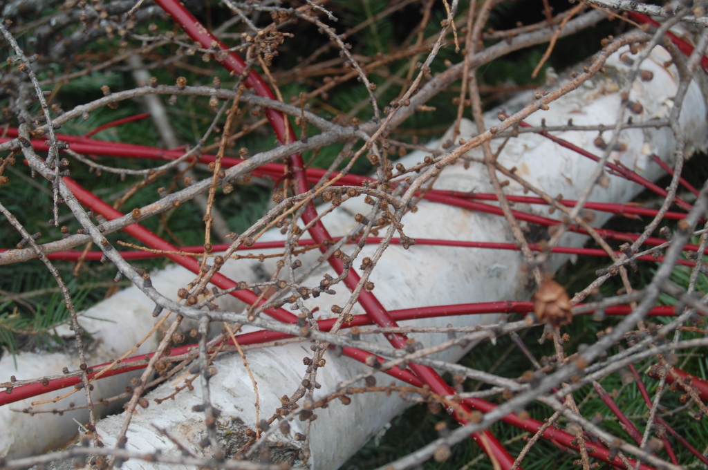 Tamarack on red osier dogwood on white birch