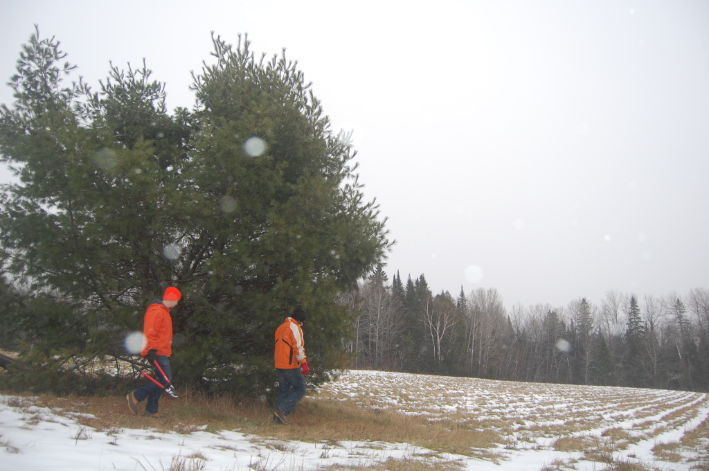 Collecting pine bows in our field.