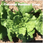 Variety: Summer Crisp Name: Concept Color: Medium Green Size: Unique Vase-like Shape, Medium to Full Size Heads Taste: Thick, Juicy, & Flavorful