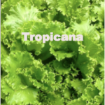 Variety: Leaf Name: Tropicana Color: Medium to Dark Green Leaves Size: Full Attractive Heads with Heavy Leaves Taste: Excellent Crisp, & Flavorful