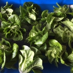 Bibb lettuce