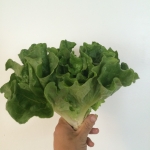 Concept lettuce