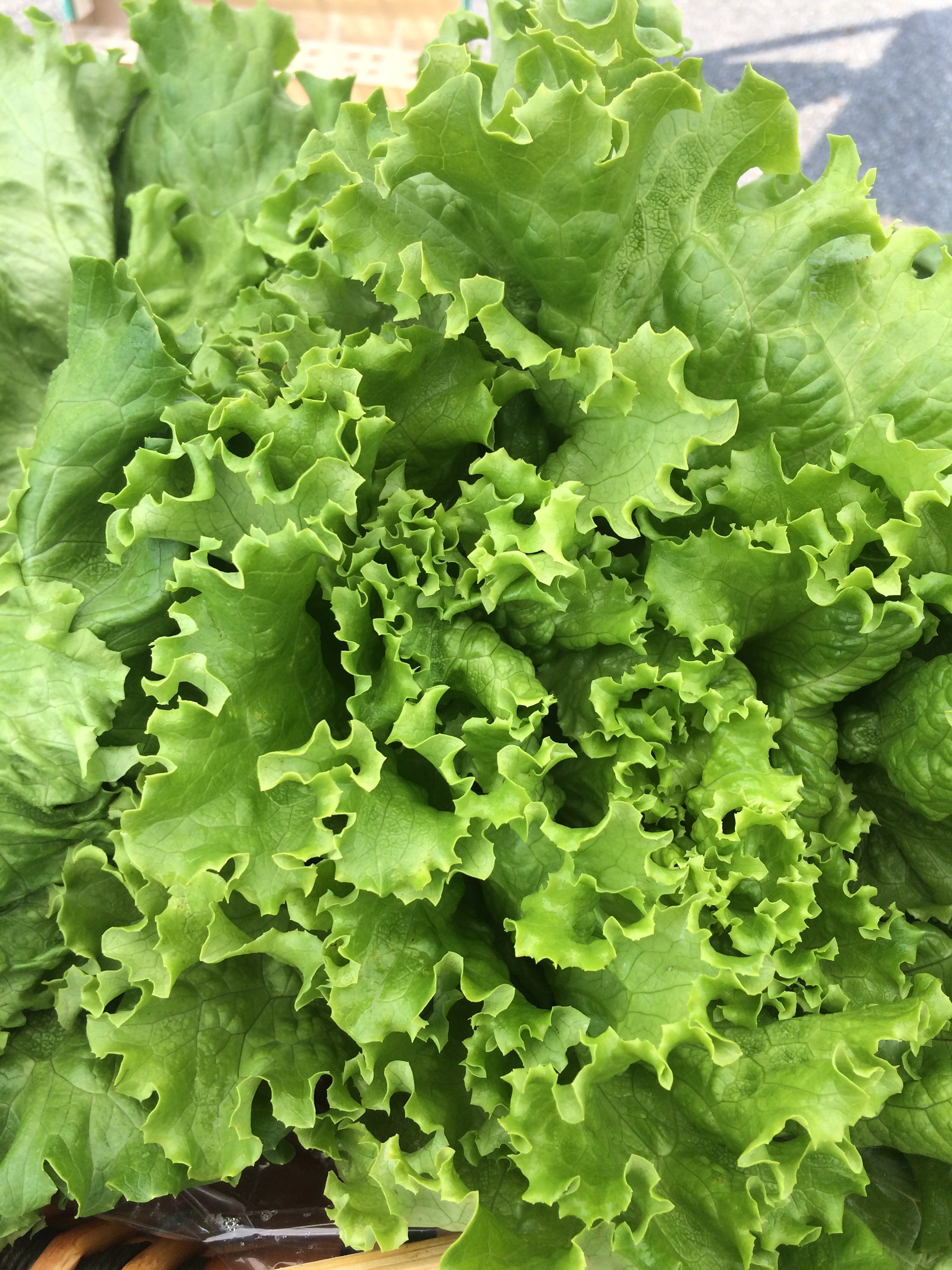 Different Lettuce Leaves Varieties